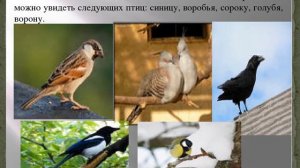 Видеопрезентация «Наши пернатые друзья»