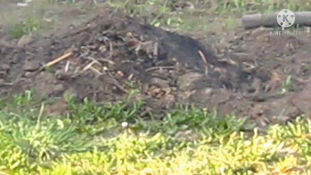 Коптим РЫБУ в биксе. Горячее копчение за 15 минут.!!! смотреть онлайн