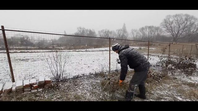 вьетнамские свиньи, выход мяса!