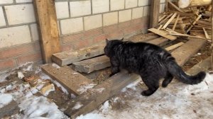 Воскресный день кота Мыра, собаки Марты и кошки Маши