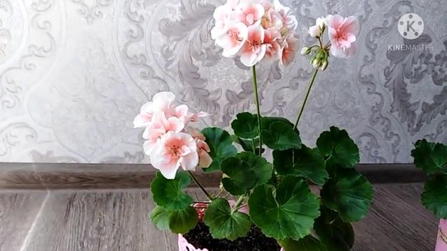 Обзор пеларгоний PAC Salmon Queen, Patricia Andrea смотреть онлайн