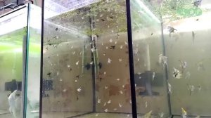 АКВАРИУМНАЯ РАЗВОДНЯ В КВАРТИРЕ АНАТОЛИЯ!