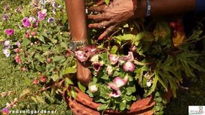 Cost effective Tips for Container Gardening and Hanging Plants.