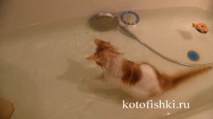 Котенок купается в ванной, стоит под душем, играет с лейкой | Cool cat takes a bath
