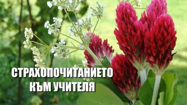 Страхопочитание за Учителя - любов и отдаденост (гуру бхакти, гуру йога) смотреть онлайн