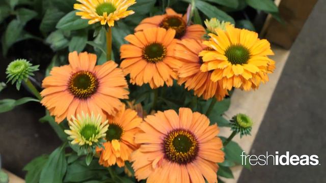 Up Your Echinacea Game With New Varieties In The Sunseeker Series