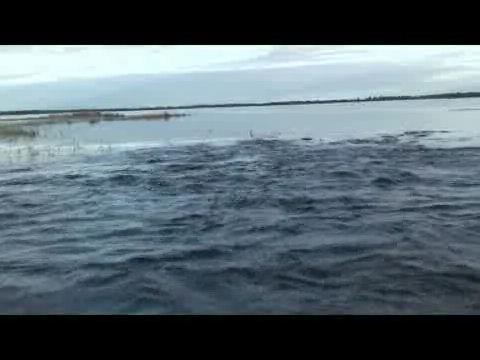 Это не рябь, а столько ЩУКИ ! как ловится и где живёт смотреть онлайн