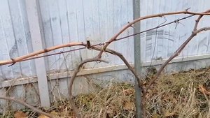 Расположение лоз винограда на шпалере