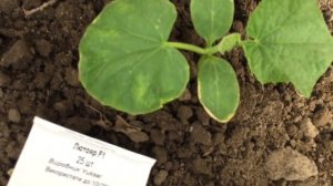 Обзор семян высокоурожайных огурцов для посева. (часть 1)