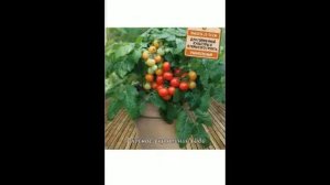 ТОМАТ"ШАПКА МОНОМАХА"!!!