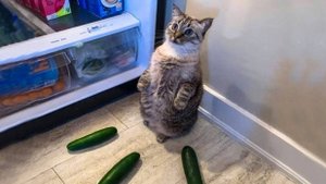 😺 Наглые коты! 🐈 Смешное видео с котами и котятами!