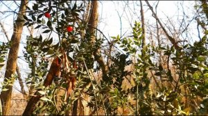 Italy MegaWalk - Di Pietre, di Fiori, e di Antichi Sentieri.. SENSATIONS