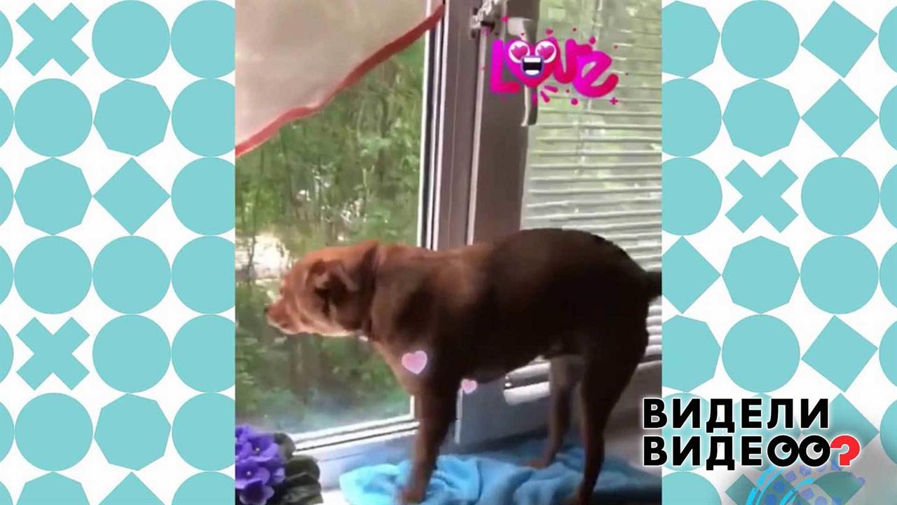 Той-терьер ликует. Видели видео? Фрагмент выпуска от 11.10.2020