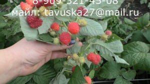 Натахала, малина с незабываемым карамельным вкусом.