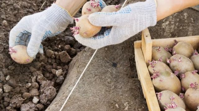 Выбор здоровых и крепких клубней