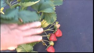 ФЛОРИНА - один из самых удачных сортов клубники питомника Flevoplant.