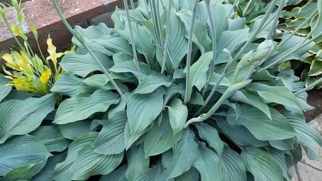 #хосты / Хосты (лат. hosta). Почему не даю цвести хостам? смотреть онлайн