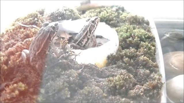 かわいいトノサマガエルの人工飼料餌付け風景　My little frogs eat Tetra ReptoMin. смотреть онлайн