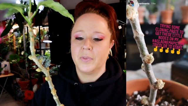 Cloning My Houseplants! Being a Mad Scientist Using Cloning Paste!! Muahahhaaa!! смотреть онлайн