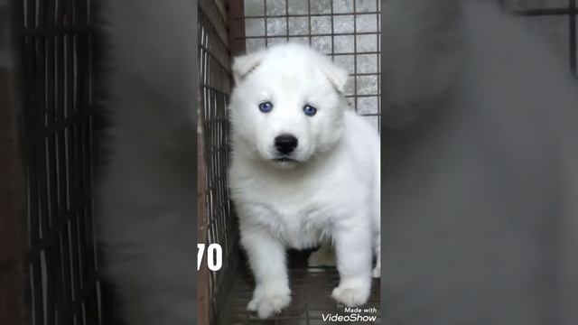 White Siberian Husky Puppy