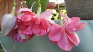 фуксия Medalist