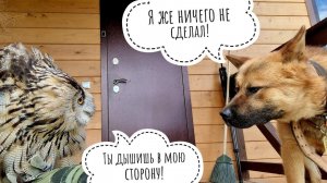Сова Филин Ёль и собака Пёс Кубик на одном крылечке. Сова гневается, Пёс недоумевает