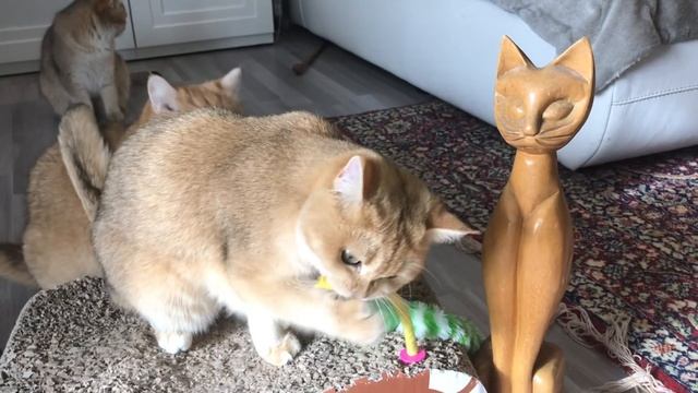 ???КОШКИ ЗОЛОТЫЕ ШИНШИЛЛЫ.GOLDEN KITTENS?✨??