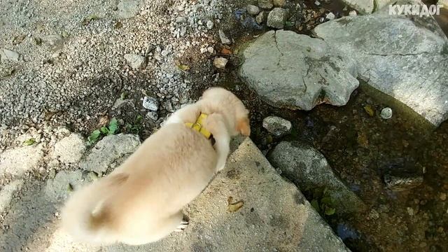 Щенок золотистого ретривера и лабрадора гуляет на природе. смотреть онлайн