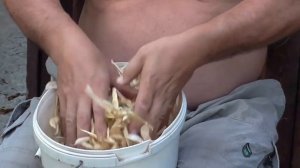 Уборка фасоли в ручную. Фасоль на даче