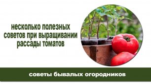 Выращивание рассады томатов.