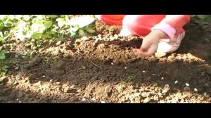 Как посадить кабачки и накрыть пленкой с 3 х лет. Сад и огород Выпуск 032