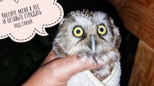 Сова Кроша хочет гулять, а не пить лекарства! Мохноногий сыч продолжает принудительное лечение