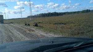 Медведица с медвежатами вышла на дорогу