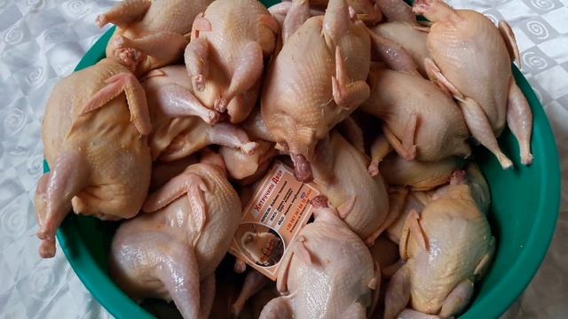 Стандарт перепел Альбинос техасский Белый Фараон. купить инкуб яйцо перепелов теасский крупный.