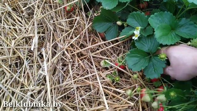 Сорт клубники Бравура ? НСД. Belklubnika.by.mp4 смотреть онлайн