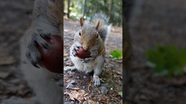 Squirrel - The Conker Is Squeaking! | #squirrel @SquirrelDiaries Daily Vlog #squirrelfriend ❤️??