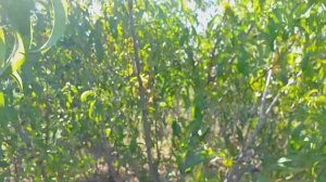 Персик сорт Кондор