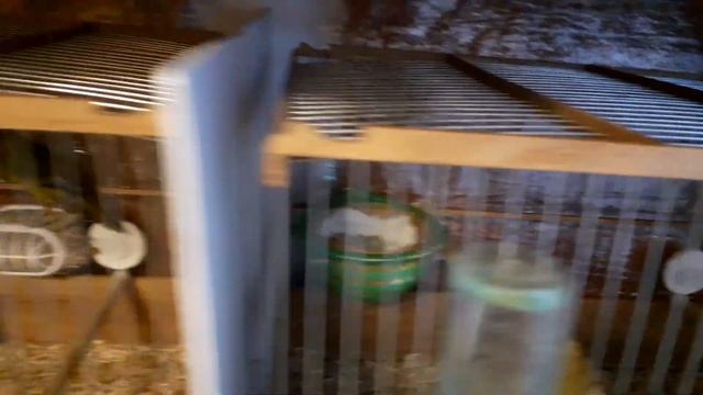 Часть 3. Разведение канареек. Насиживание яиц. смотреть онлайн