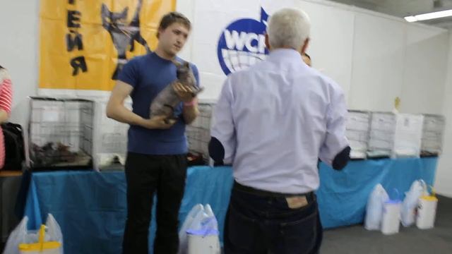 АМАДЕУС АЛИ ДЖИ САККАРЕ - BEST ADULT!!! Выставка 27-28 апреля 2013 Томск смотреть онлайн