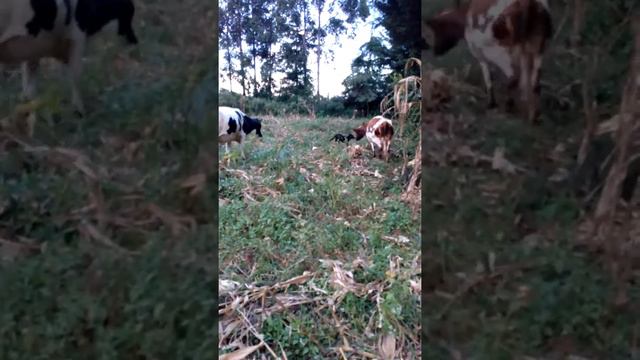 Cow vs dog