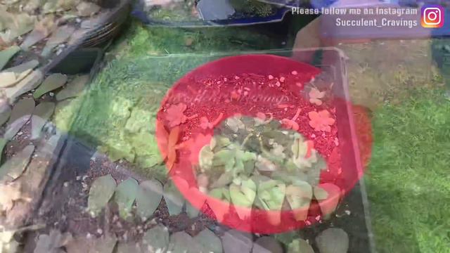 Purple Delights that survived the Hailstorm смотреть онлайн