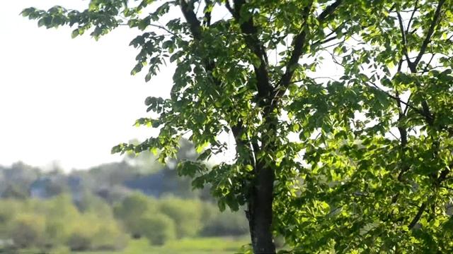 Тест Nikon d3100 + Юпитер 37А смотреть онлайн