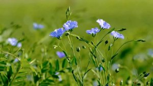 Прекрасная музыка Эдгара Туниянца / Скрипка и рояль Два одиночества