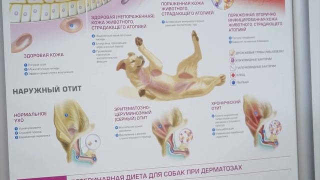 Ответы на главные вопросы о питомцах от зоосалона "Хатико": Где купить необходимые лекарства? смотреть онлайн