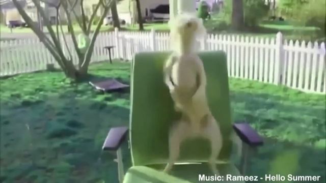 Зажигательные танцы животных/Калейдоскоп смотреть онлайн