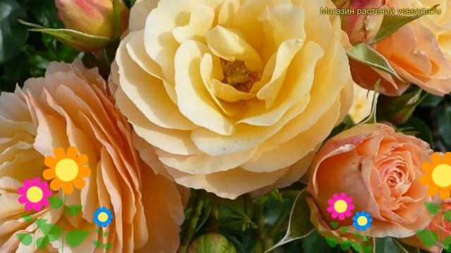 Роза флорибунда Рабека Мери. Краткий обзор, описание характеристик, где купить саженцы Rebecca Mary смотреть онлайн