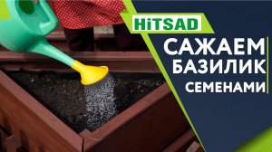 Как Посадить Базилик Семенами Когда Сажать Базилик ✔️ Советы От Хитсад ТВ