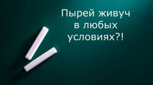 Пырей. Не делайте так с его корнями!