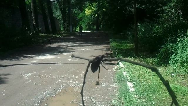 Огромный жук Украины смотреть онлайн