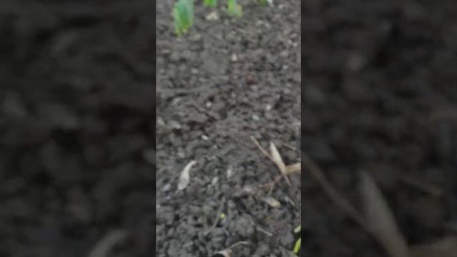 Крокусы в нашем саду.Первые цветы нашего сада. смотреть онлайн